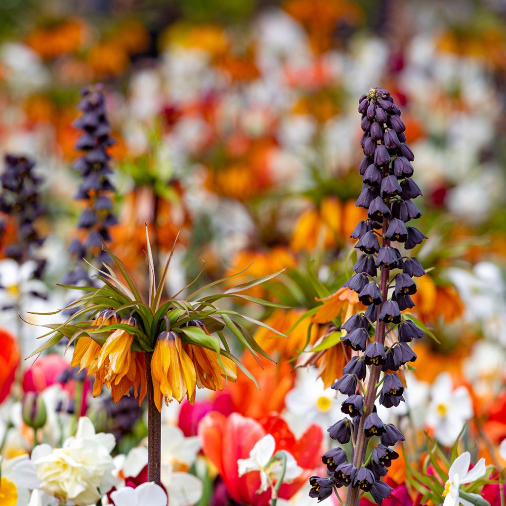 Fritillaria persica