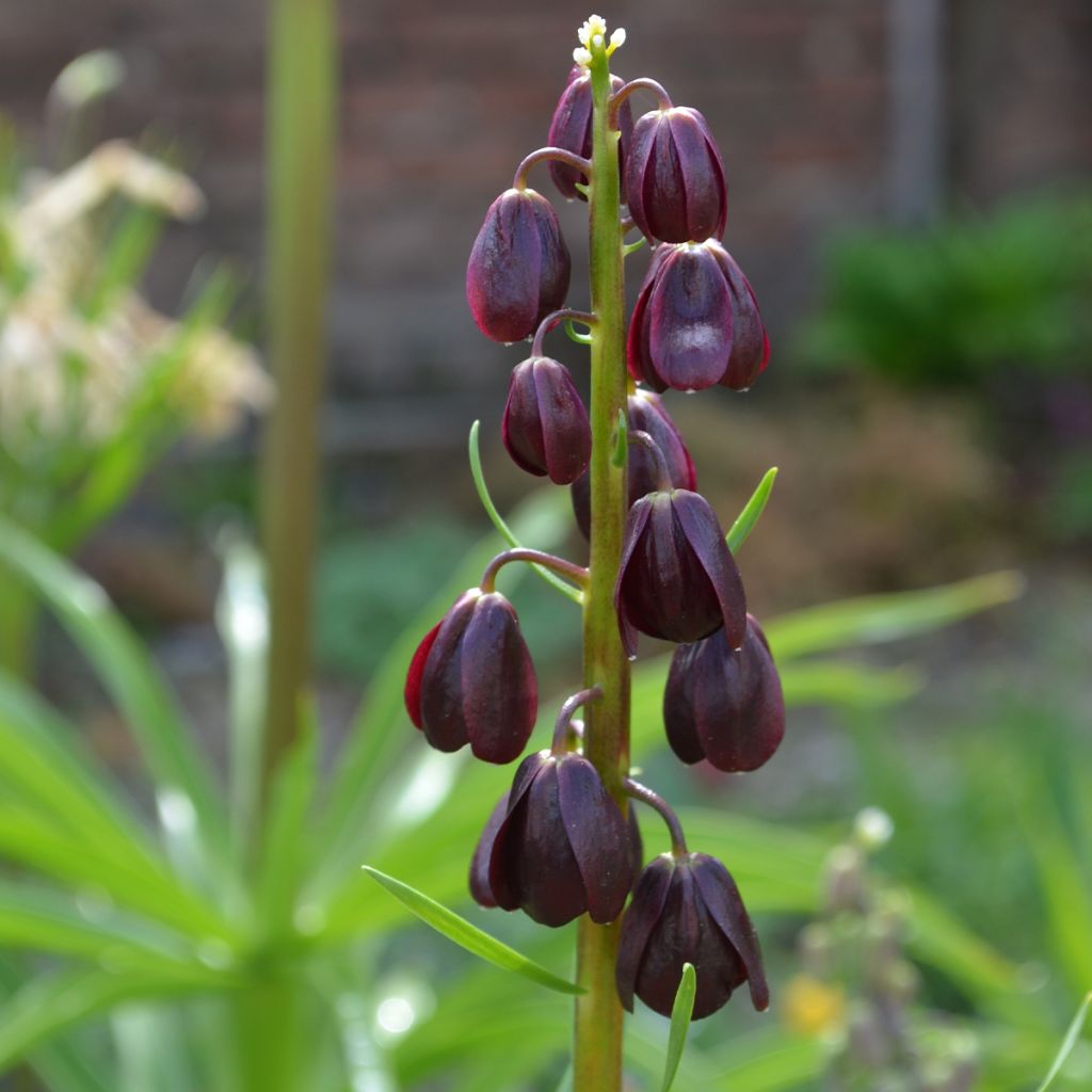 Fritillaria persica Purple Dynamite - Fritillaire de Perse 