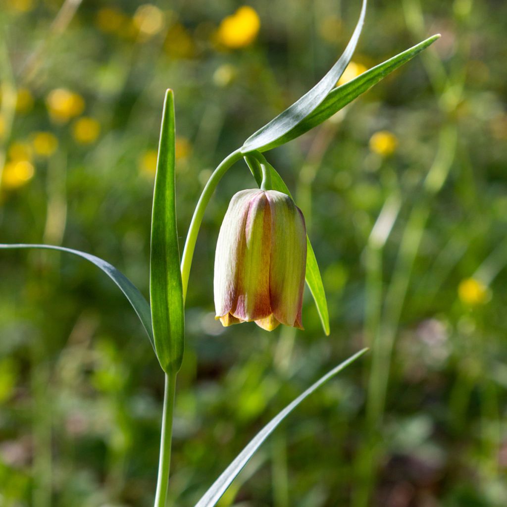 Fritillaria pontica - Fritillaire botanique