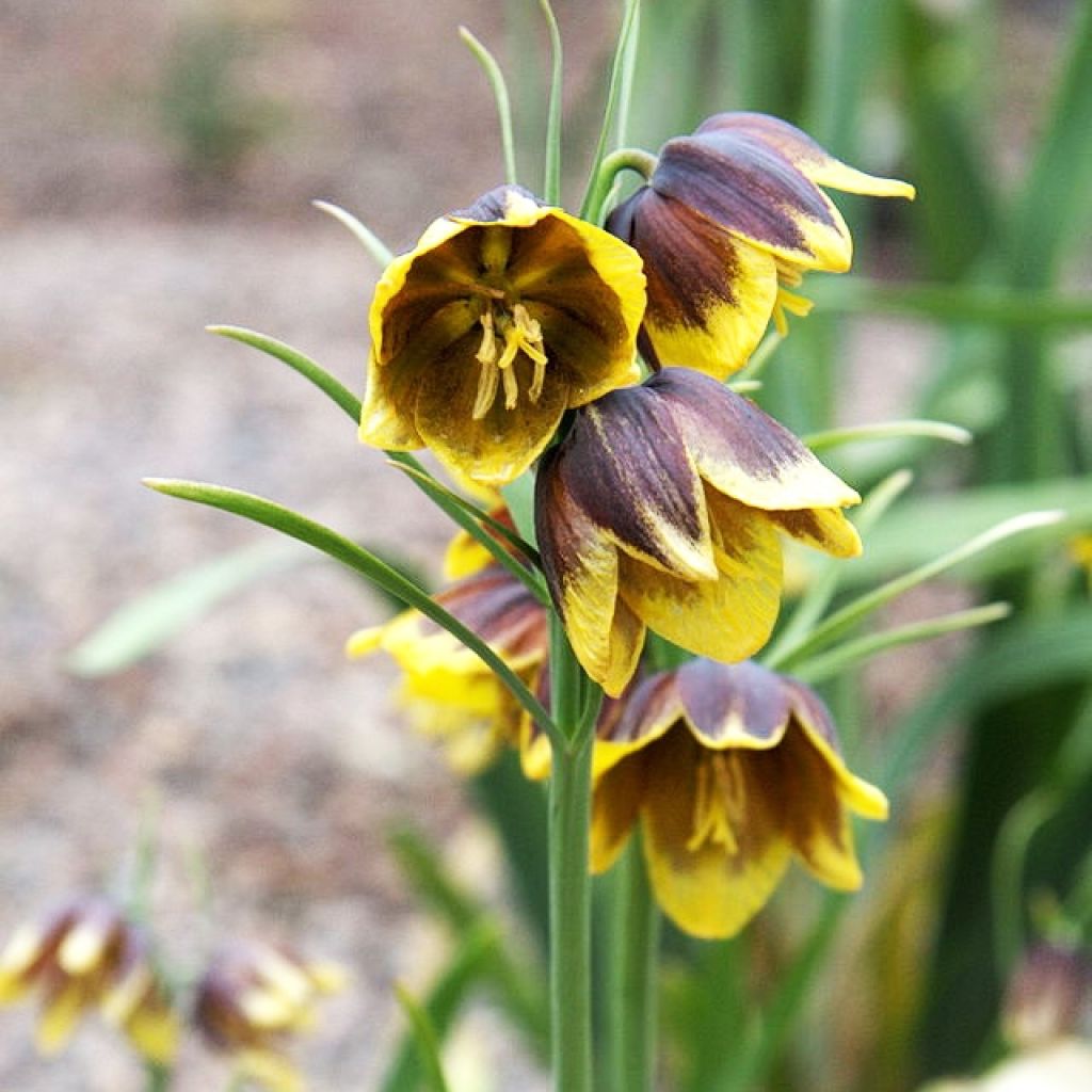 Fritillaire - Fritillaria reuteri