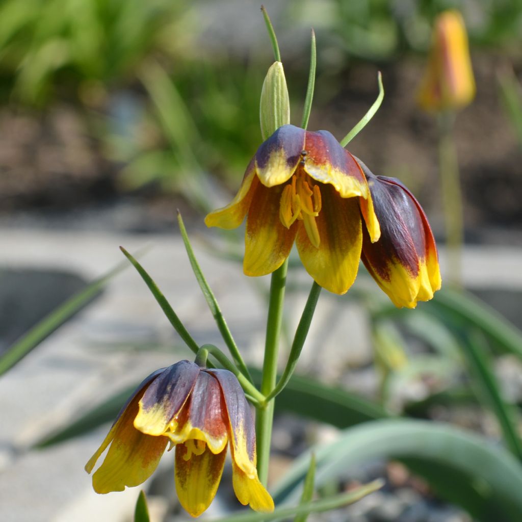 Fritillaire - Fritillaria reuteri