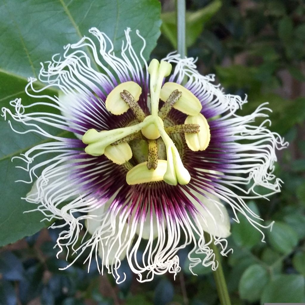 Maracuyá - Passiflora edulis