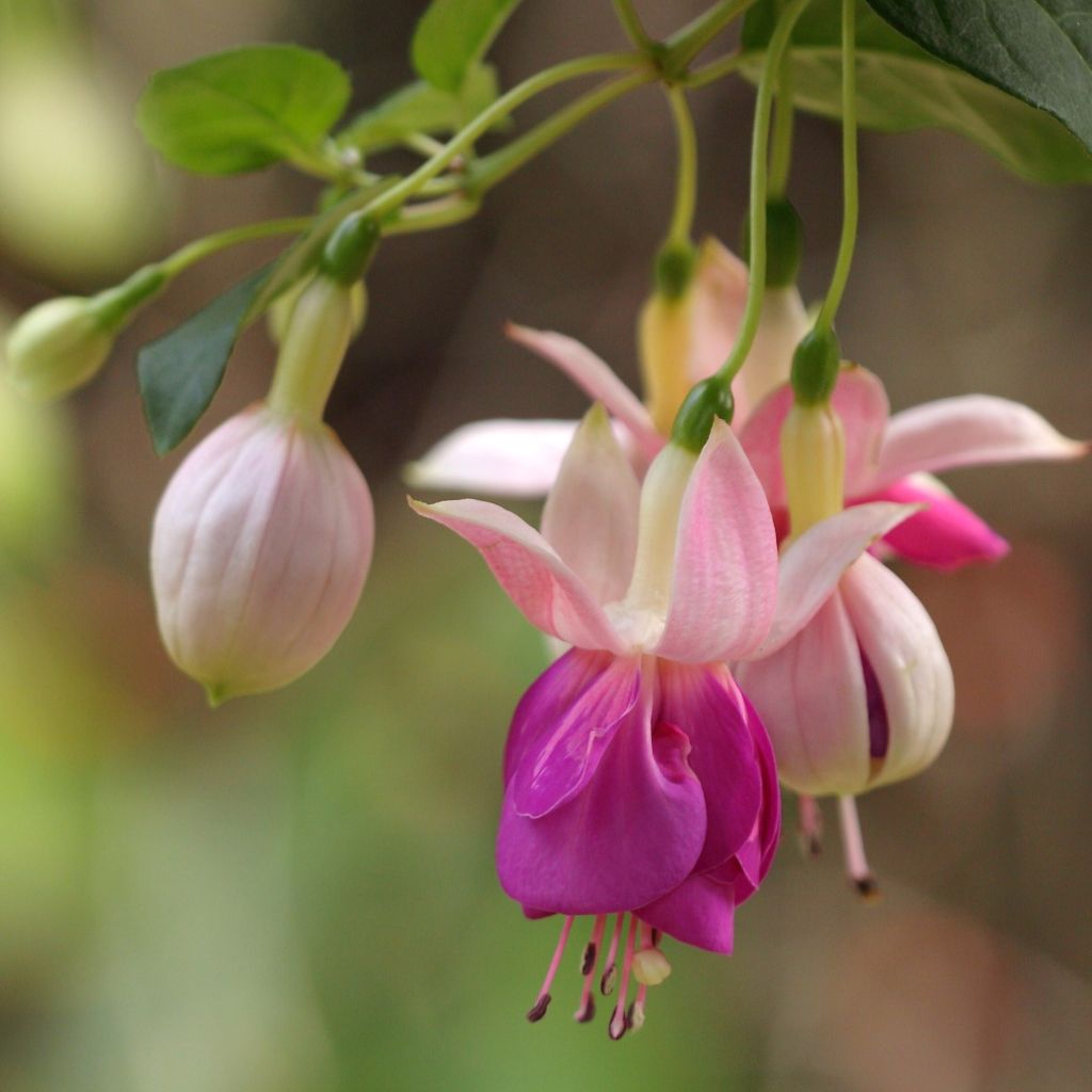 Fuchsia Retombant Bella Rosella