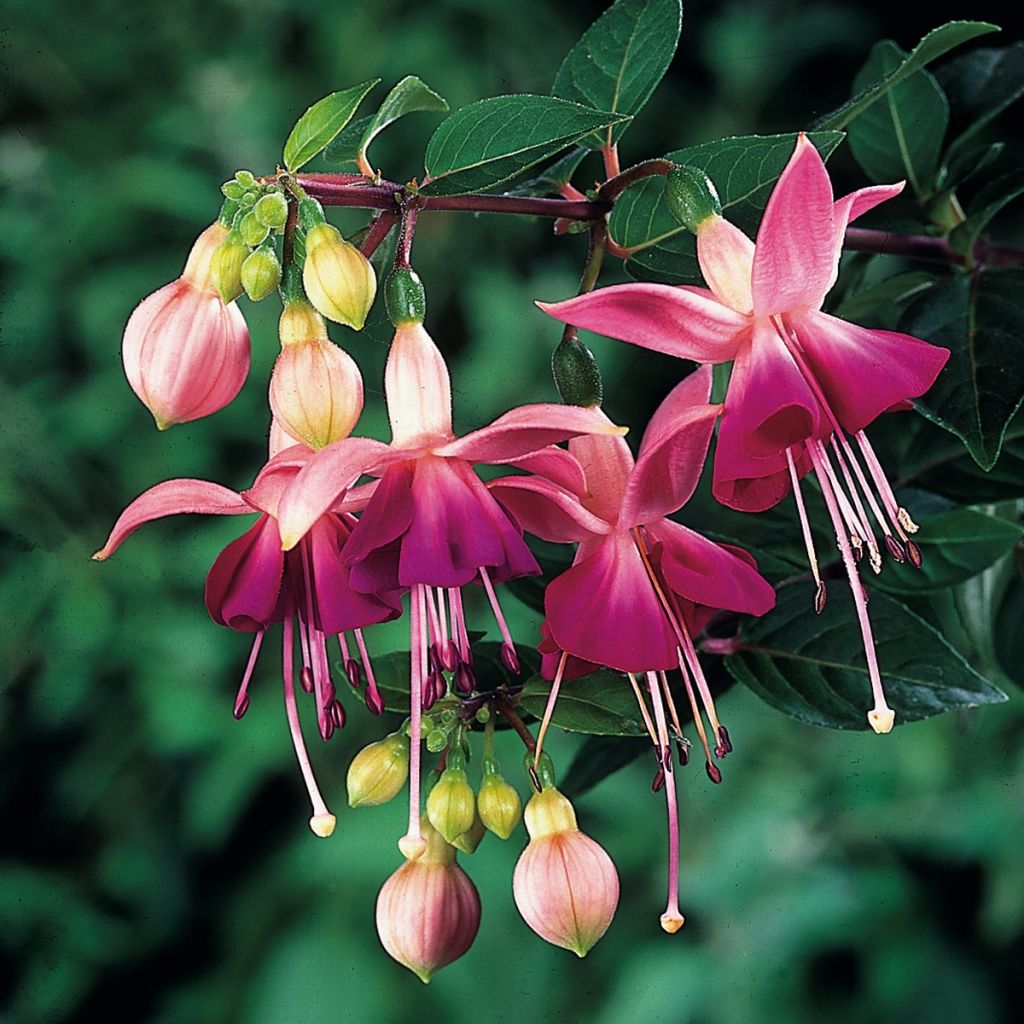 Fuchsia Bush Paula Jane