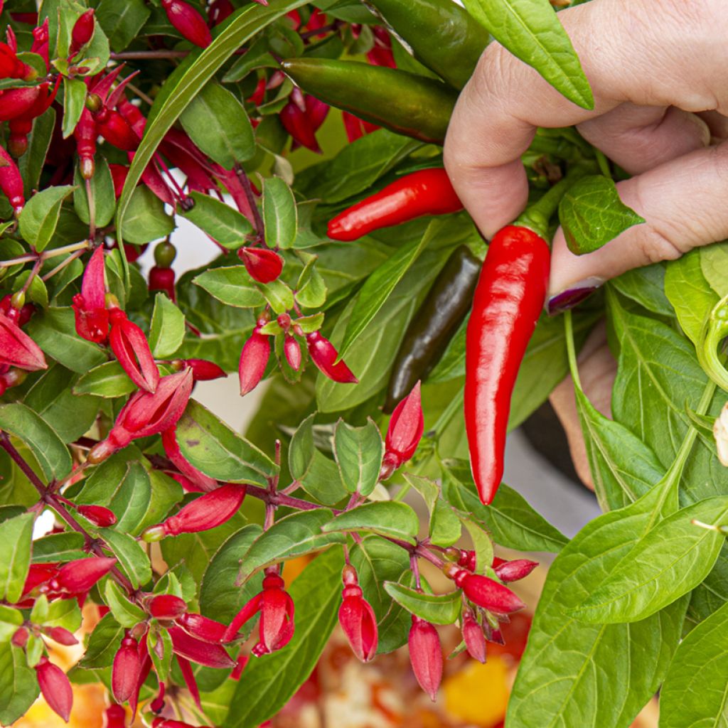 Fuchsia Chilli Red - Fucsia