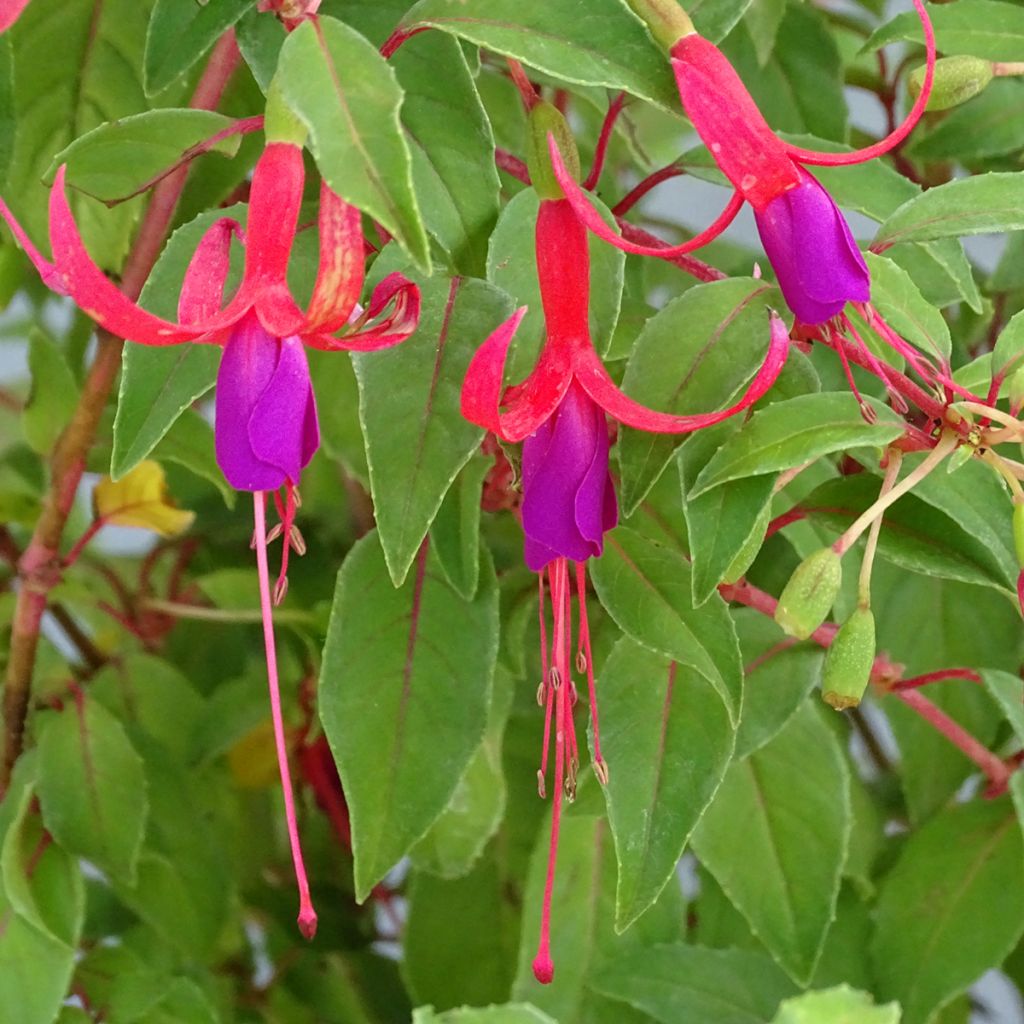 Fuchsia Genii 