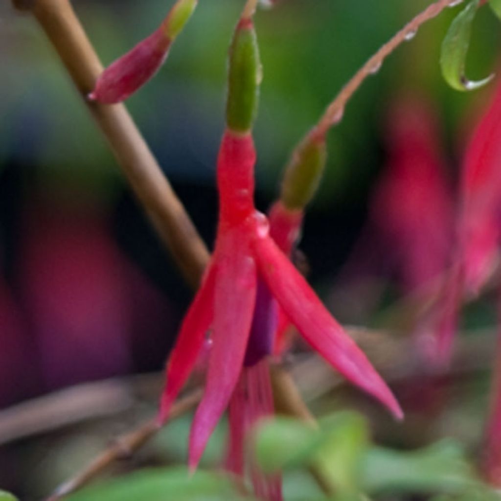 Fucsia magellanica Riccartonii