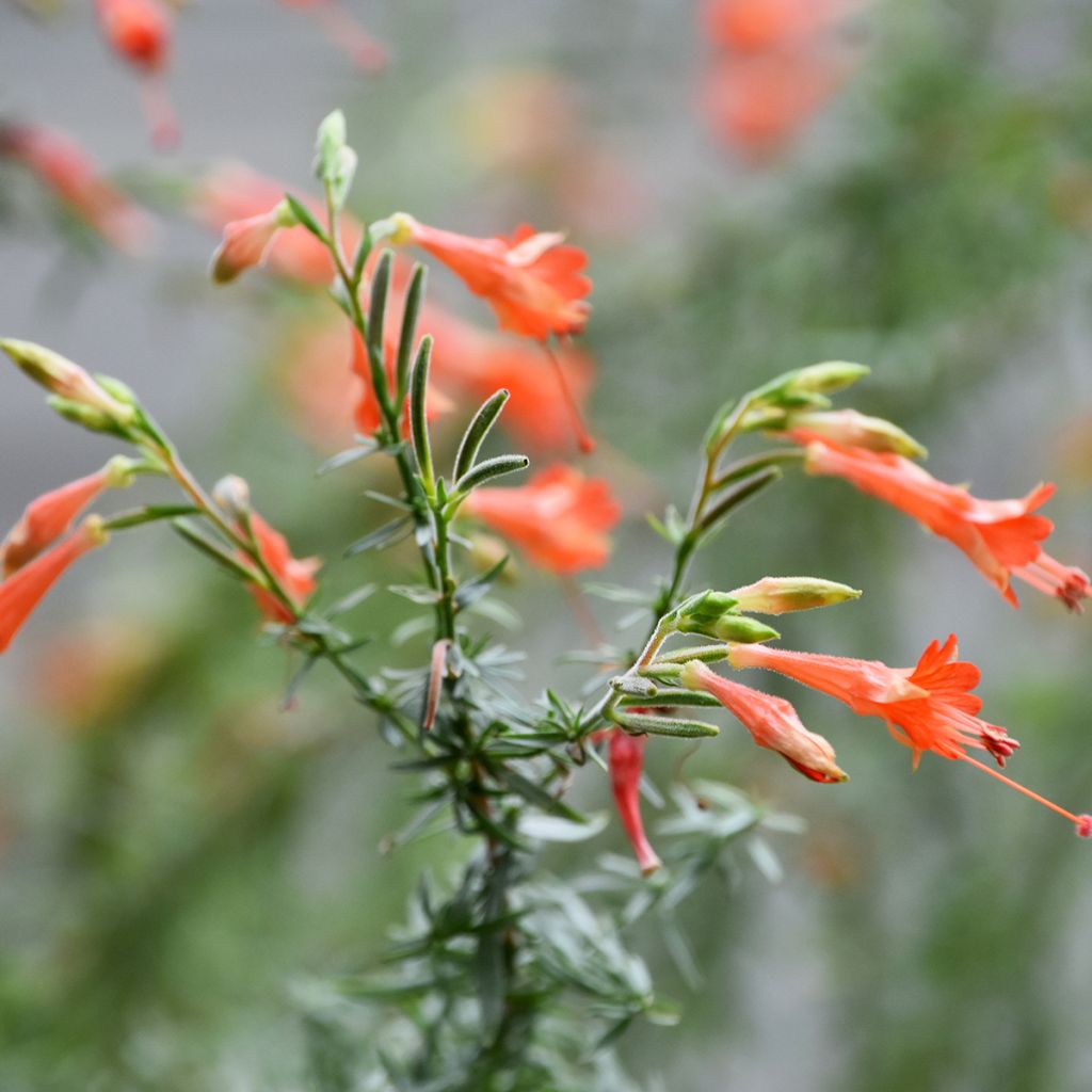 Zauschneria californica