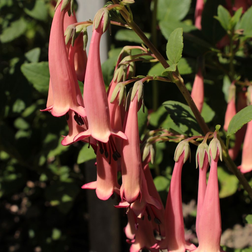 Phygelius aequalis Pink Trumpet