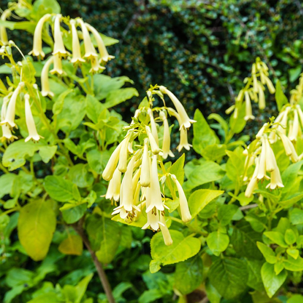 Phygelius aequalis Yellow Trumpet