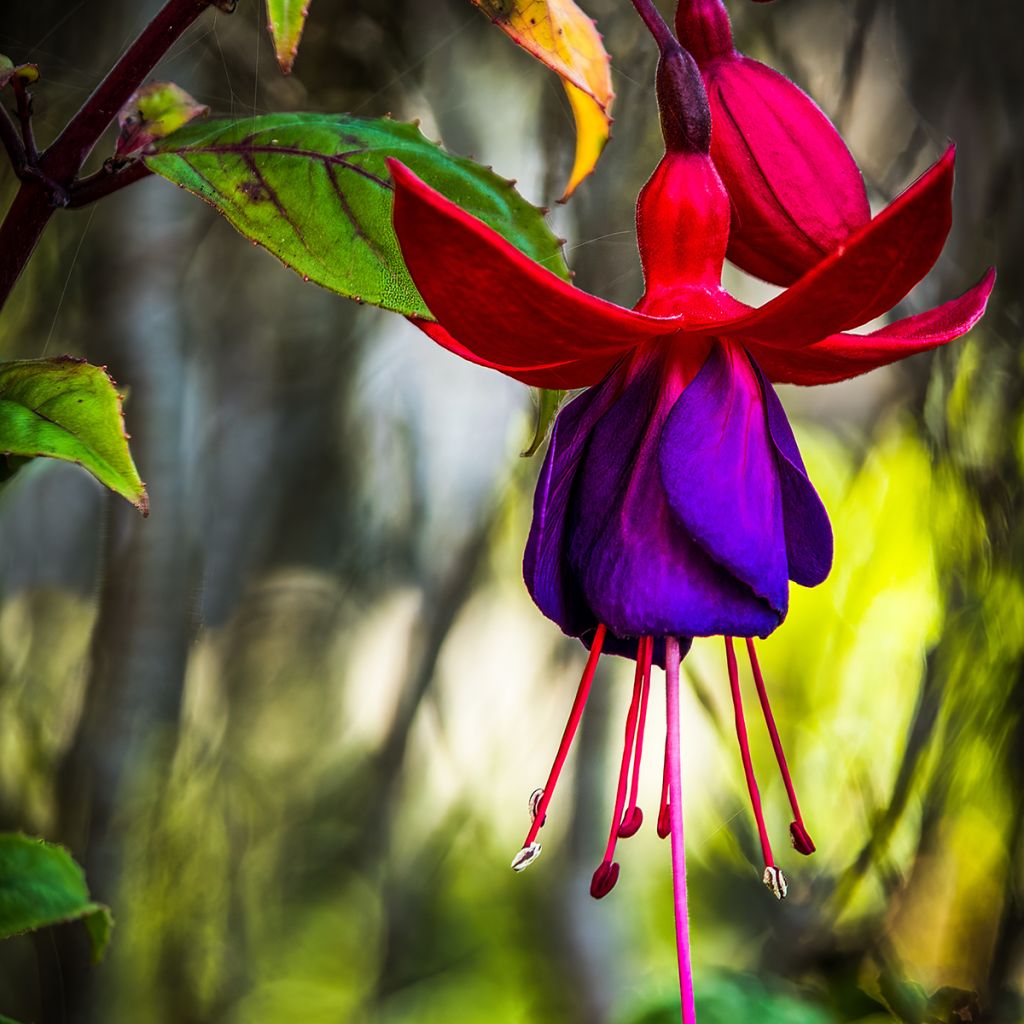 Fucsia Lady Boothby