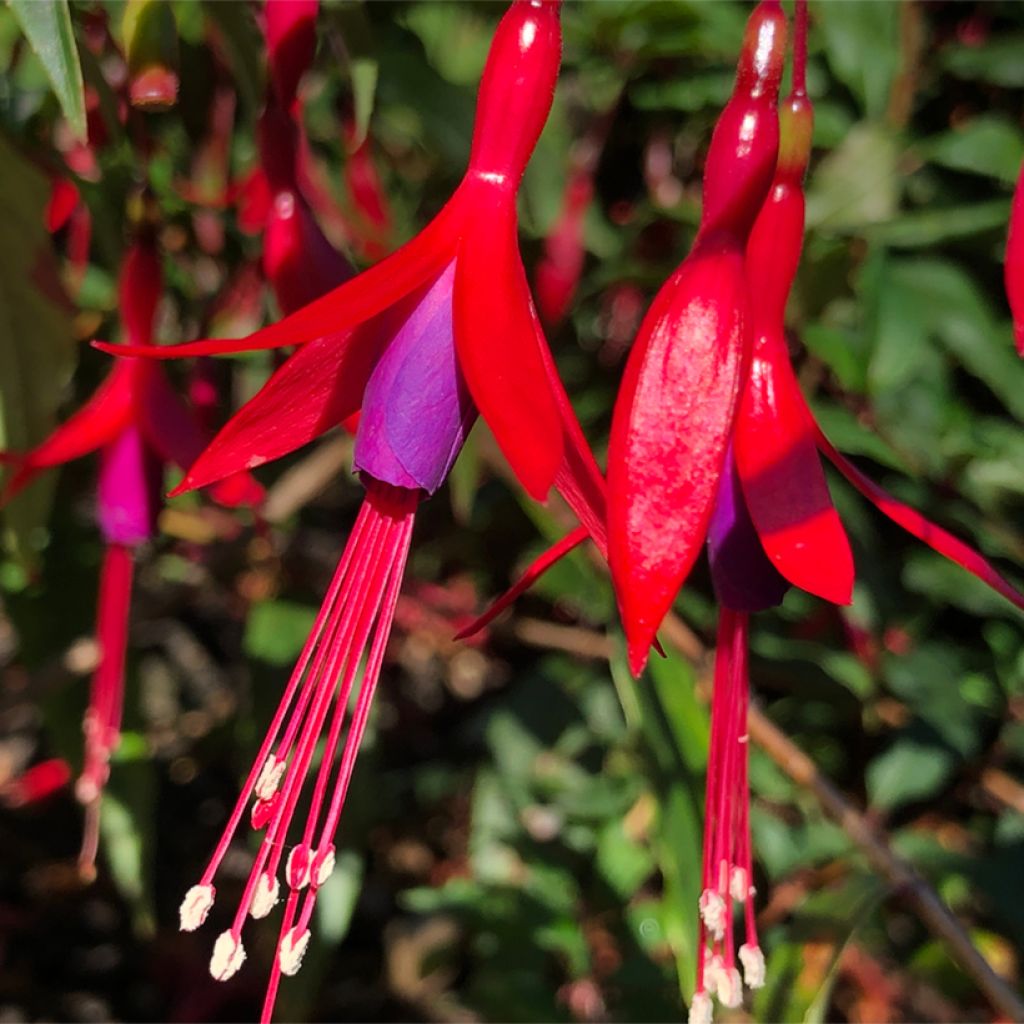 Fucsia hatschbachii