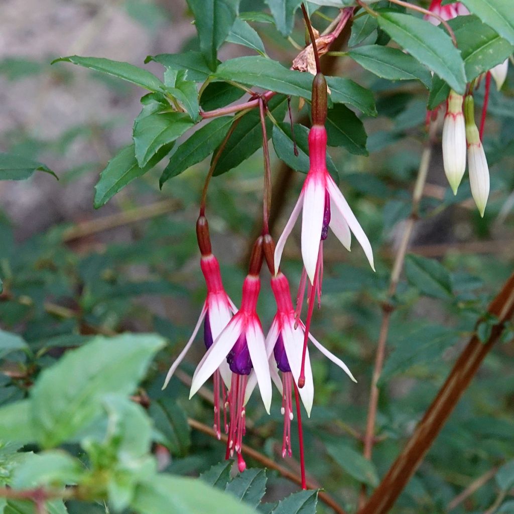 Fucsia magellanica Arauco