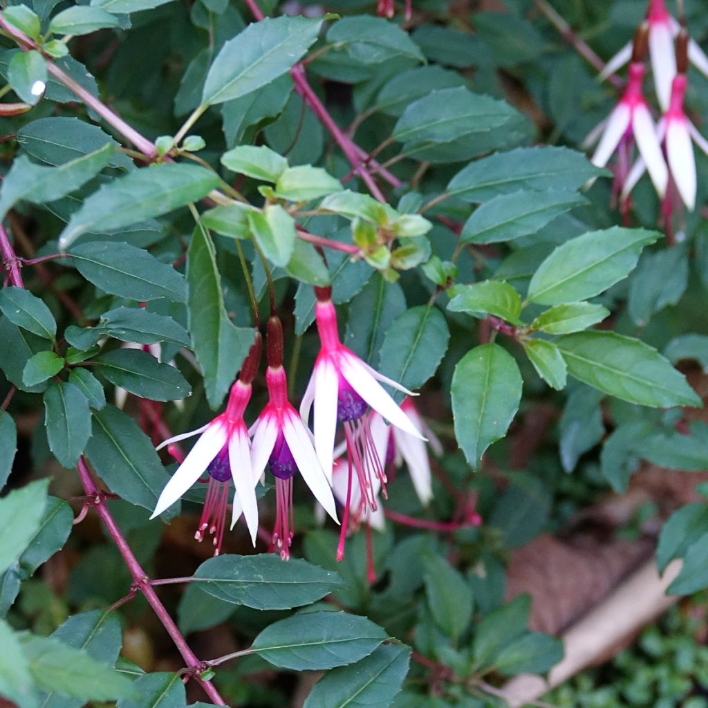 Fuchsia magellanica Arauco