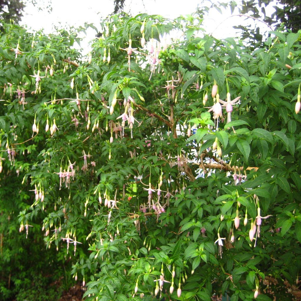 Fuchsia magellanica var. molinae