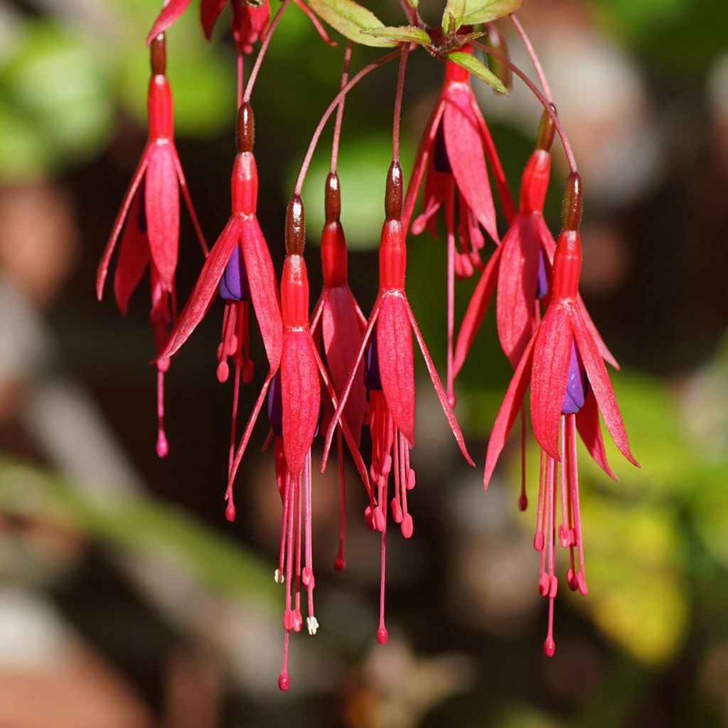 Fucsia magellanica Riccartonii