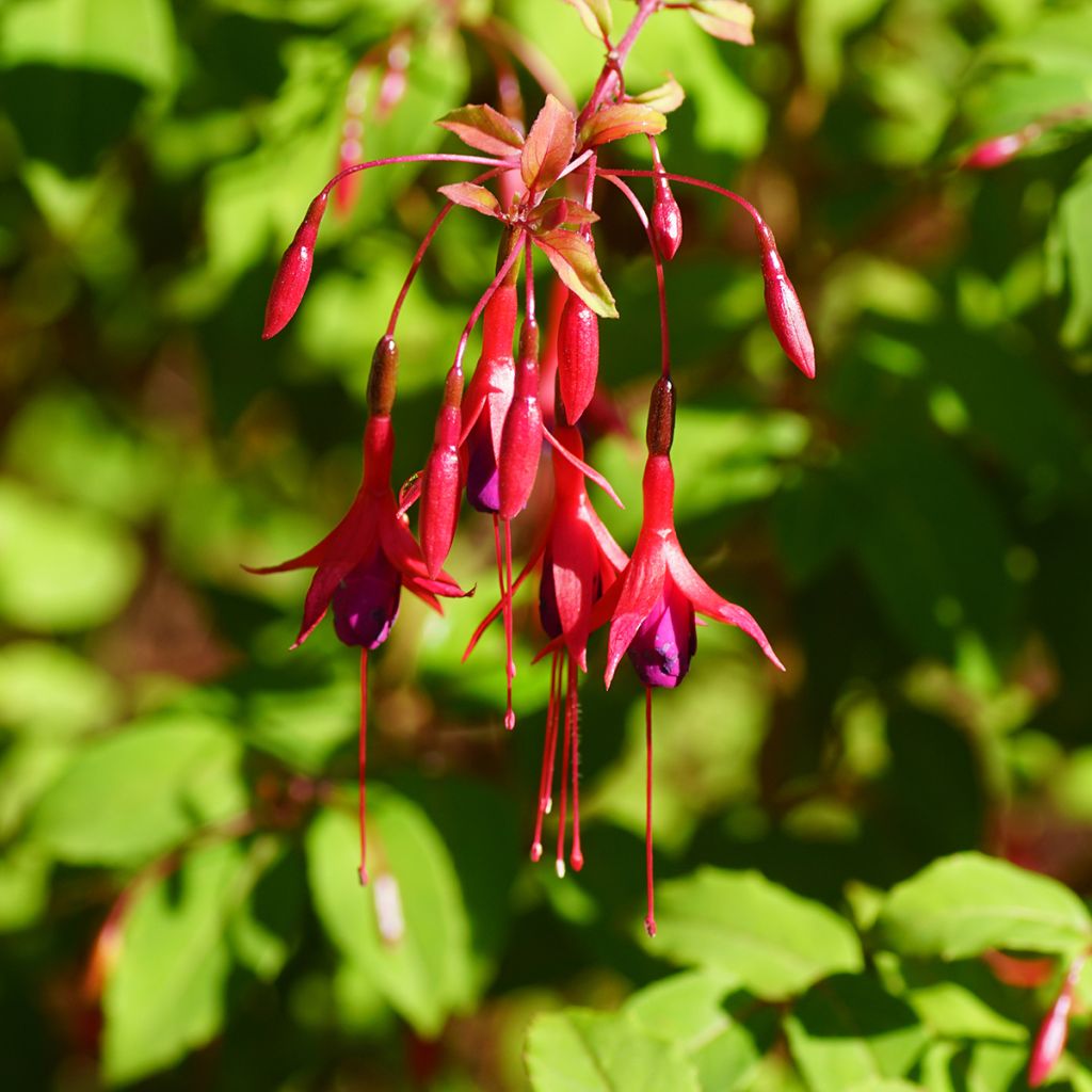 Fucsia magellanica Riccartonii