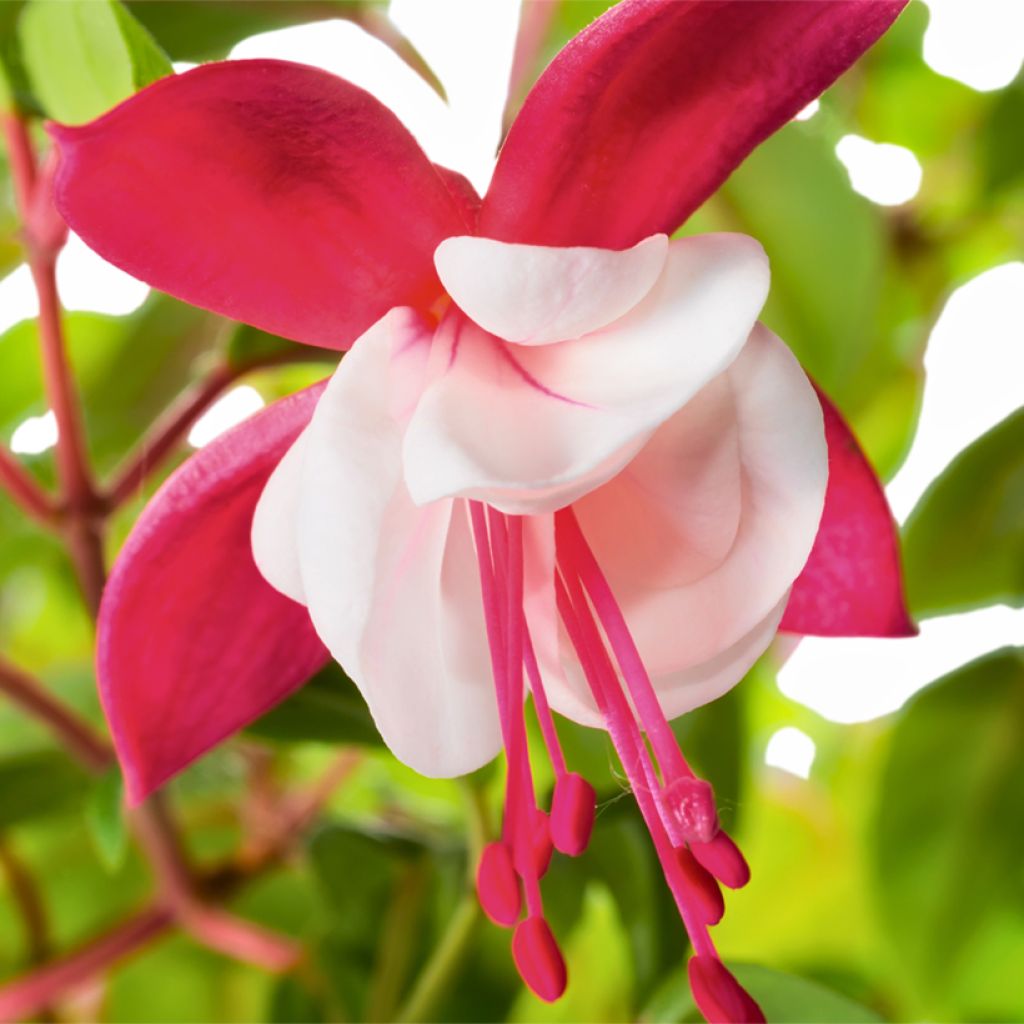 Fucsia Snow Cap