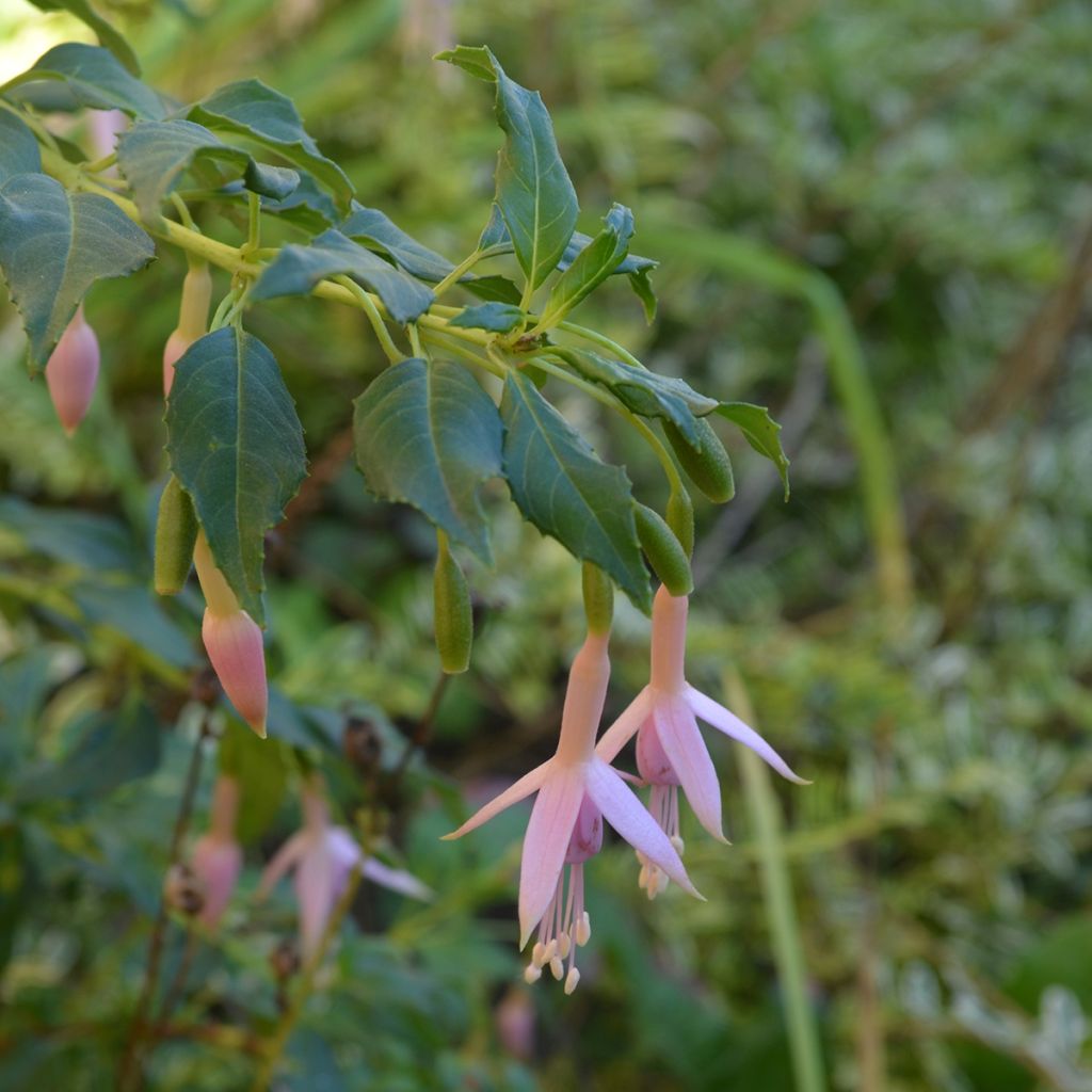 Fucsia magellanica var. molinae