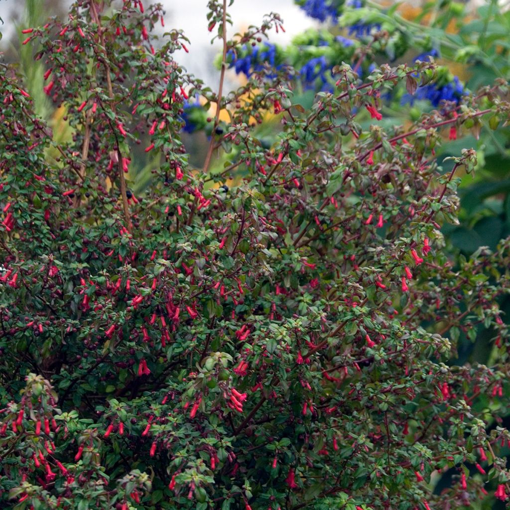 Fucsia microphylla subsp. hemschleiana