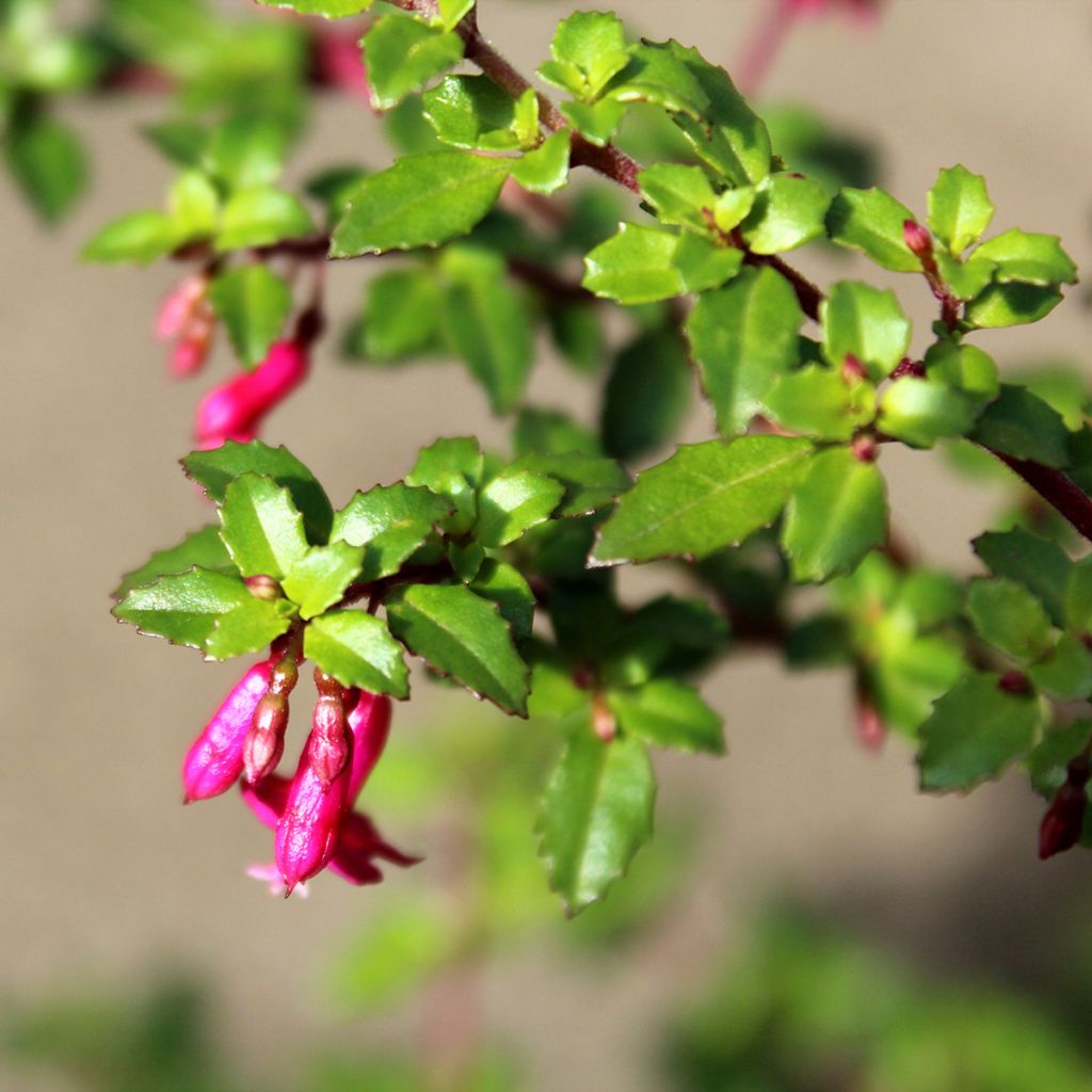 Fucsia microphylla subsp. microphylla