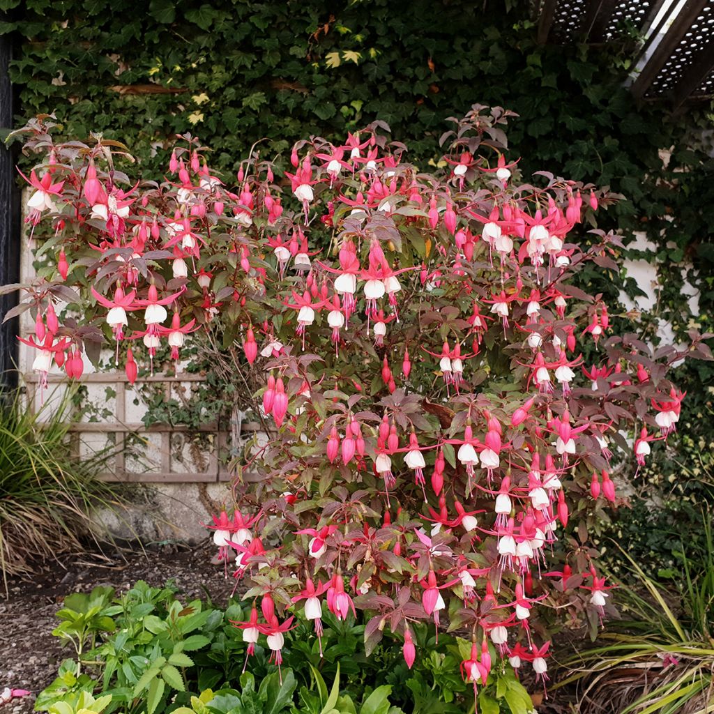 Fucsia Lady Thumb