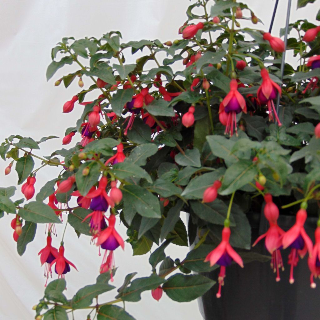 Fuchsia rustique Mrs Popple