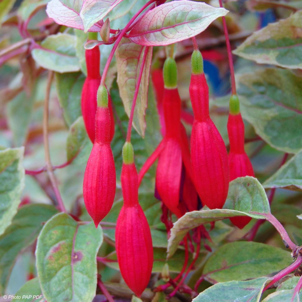 Fuchsia rustique Tom West