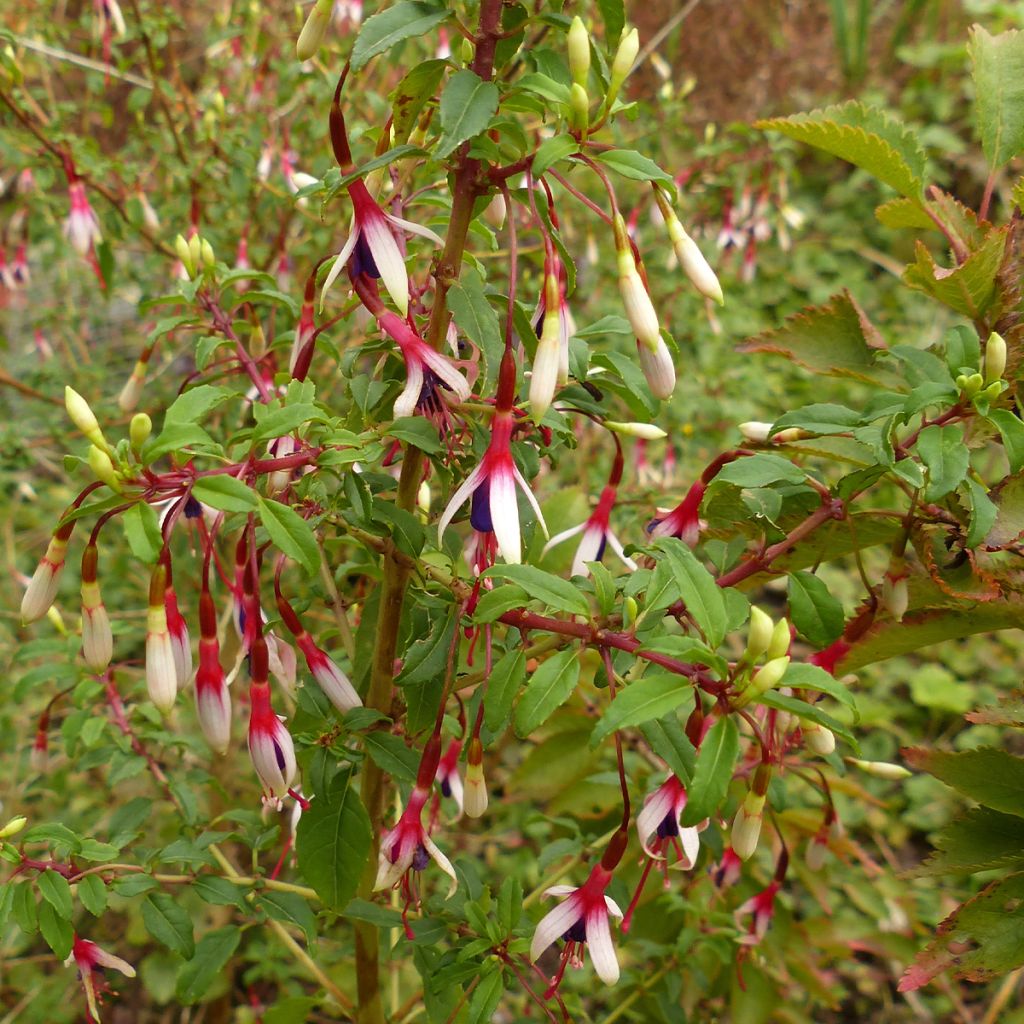 Fucsia magellanica Arauco