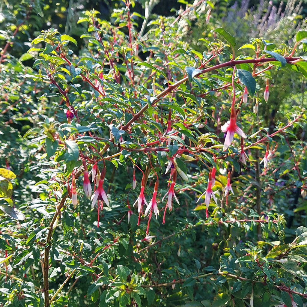 Fucsia magellanica Arauco