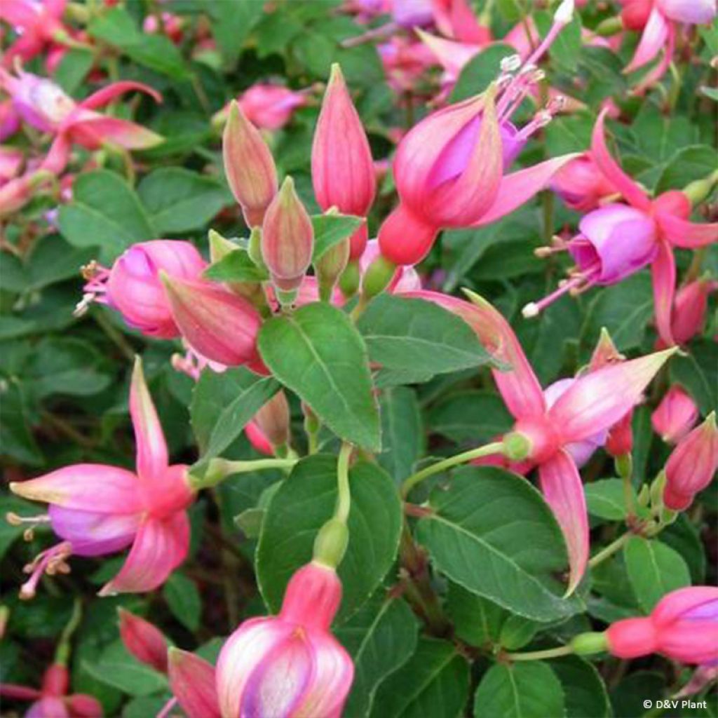 Fuchsia rustique Margaret