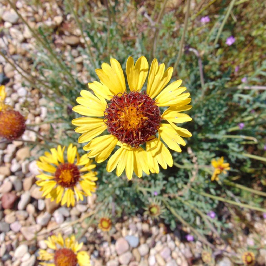 Gaillardia pinnatifida - Gallardia de hojas pinnadas