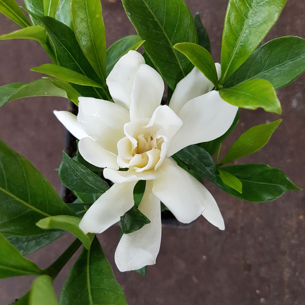 Gardenia jasminoides Celestial Star