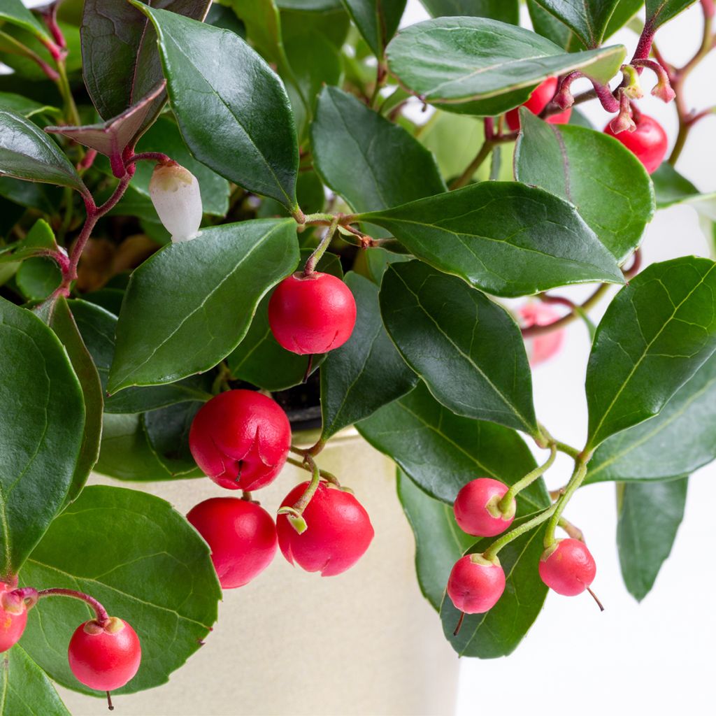 Gaultheria procumbens Big Berry