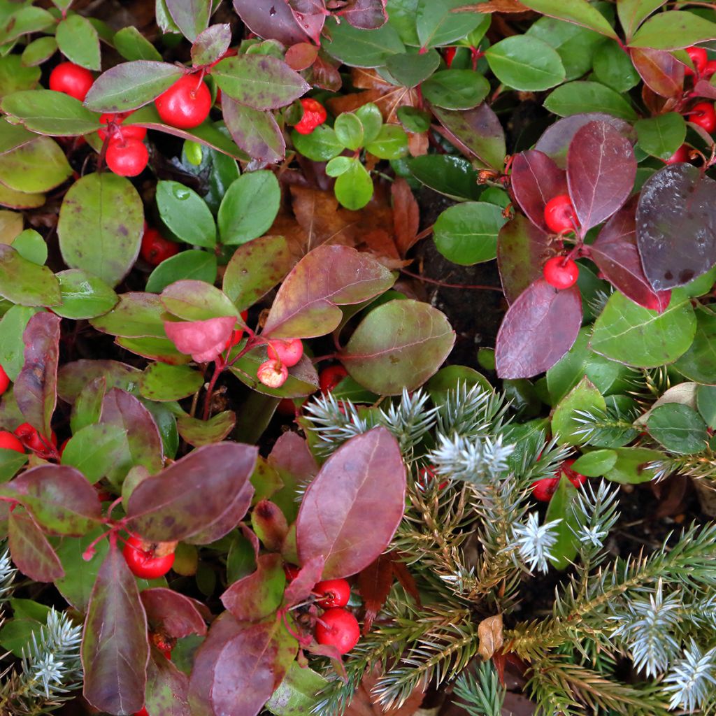 Gaultheria procumbens Big Berry