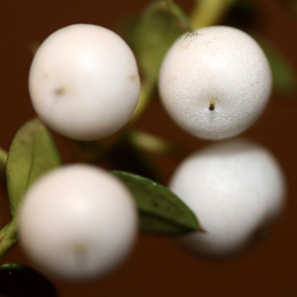 Gaultheria White Pearl - Ebúrnea