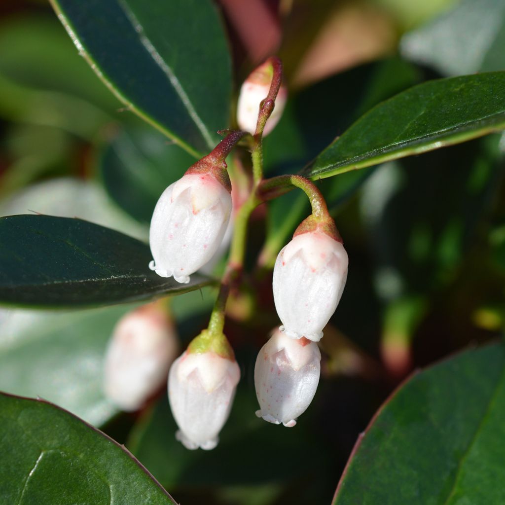 Gaultheria White Pearl - Ebúrnea