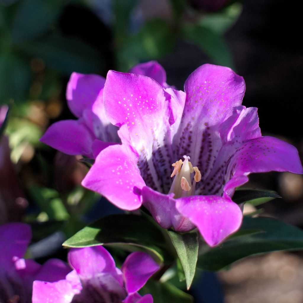 Gentiana scabra Zuki-rindo - Genciana japonesa