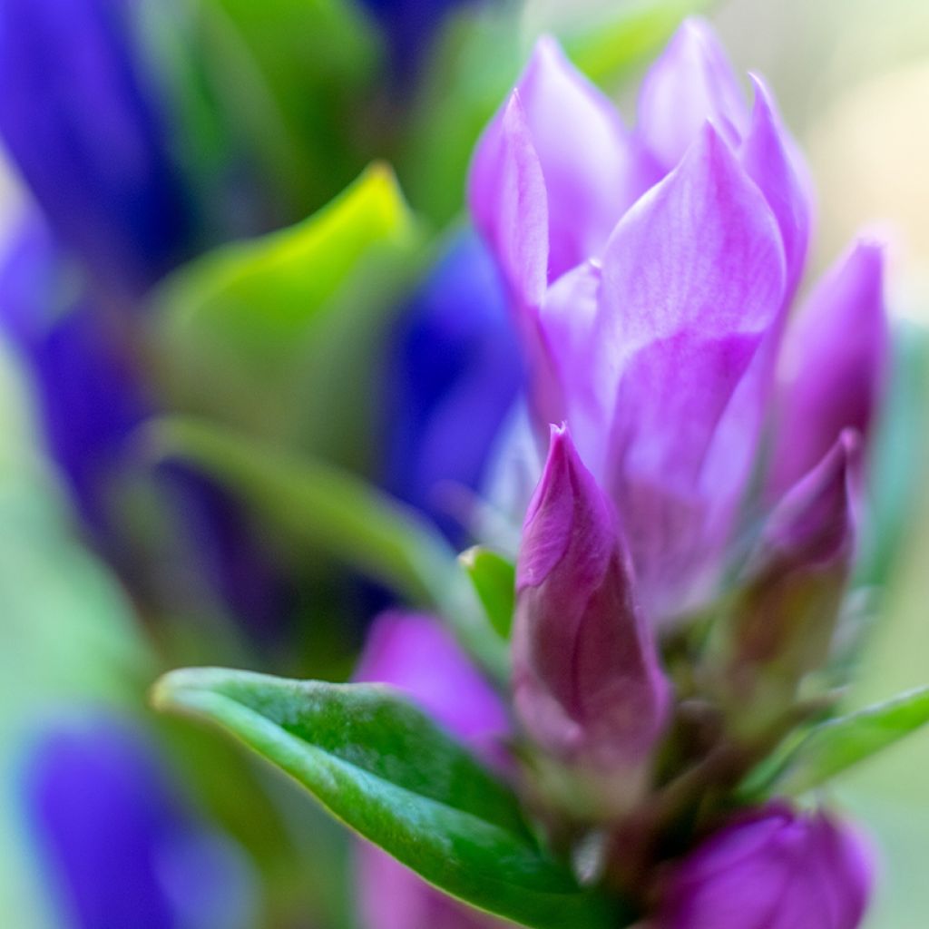 Gentiana scabra Zuki-rindo - Genciana japonesa