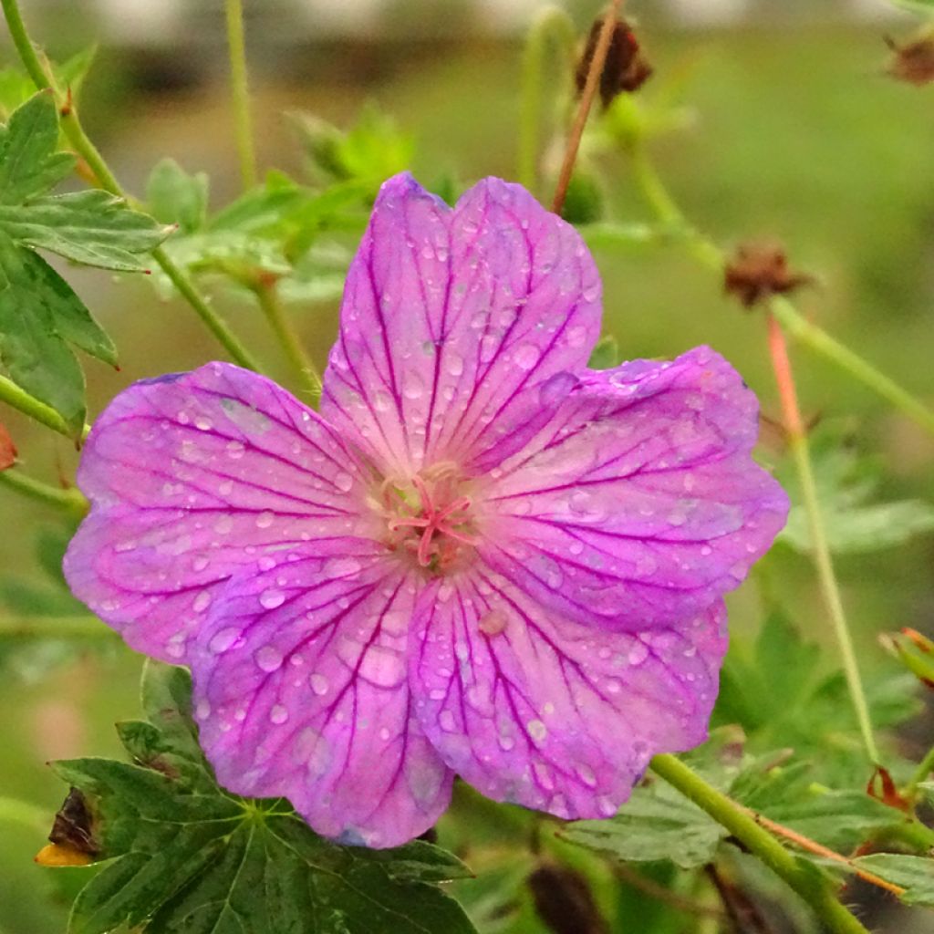 Géranium vivace Blushing Turtle