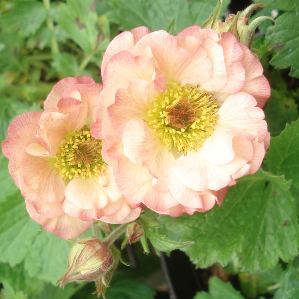 Benoite - Geum Cosmopolitan