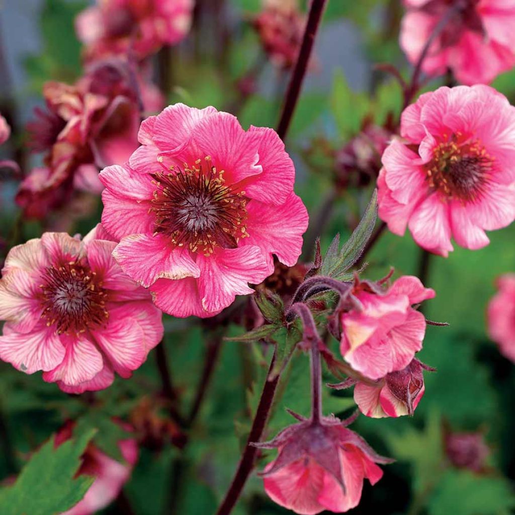 Geum Tempo Rose - Hierba de San Benito