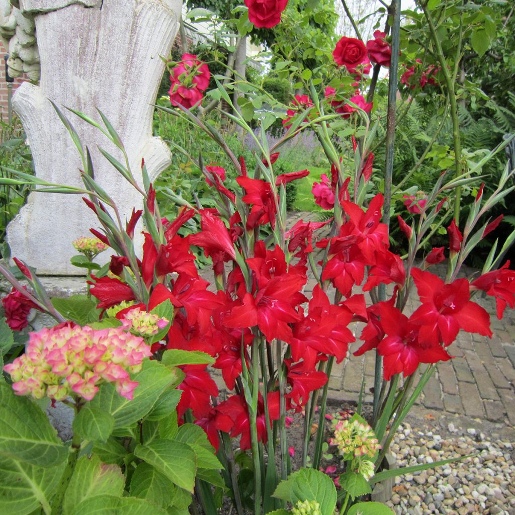 Gladiolo colvillei Red Drizzle