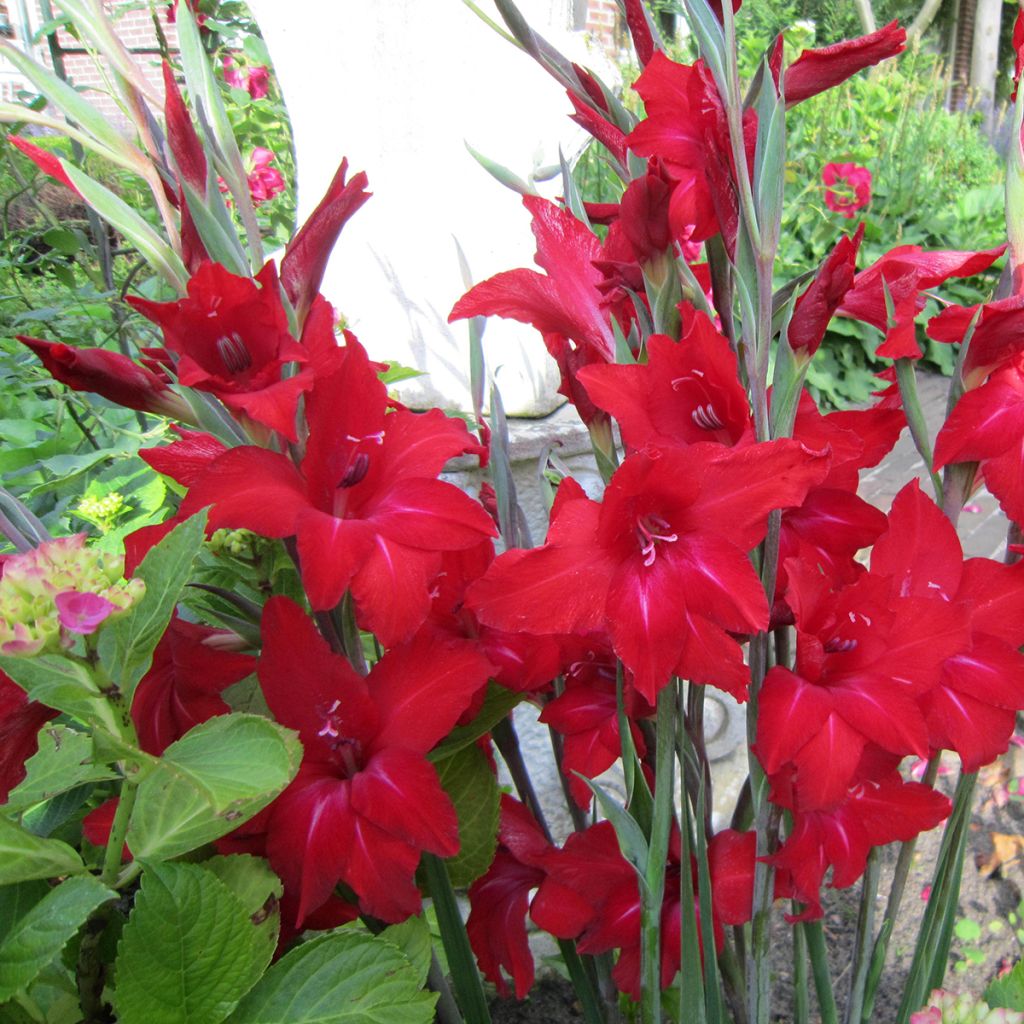 Gladiolo colvillei Red Drizzle