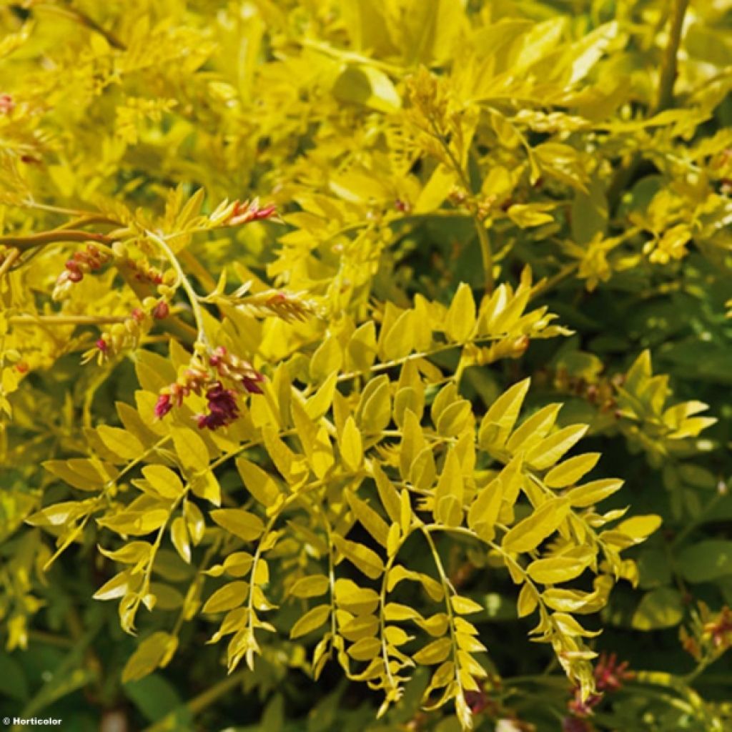 Févier d'Amèrique doré - Gleditsia triacanthos Sunburst