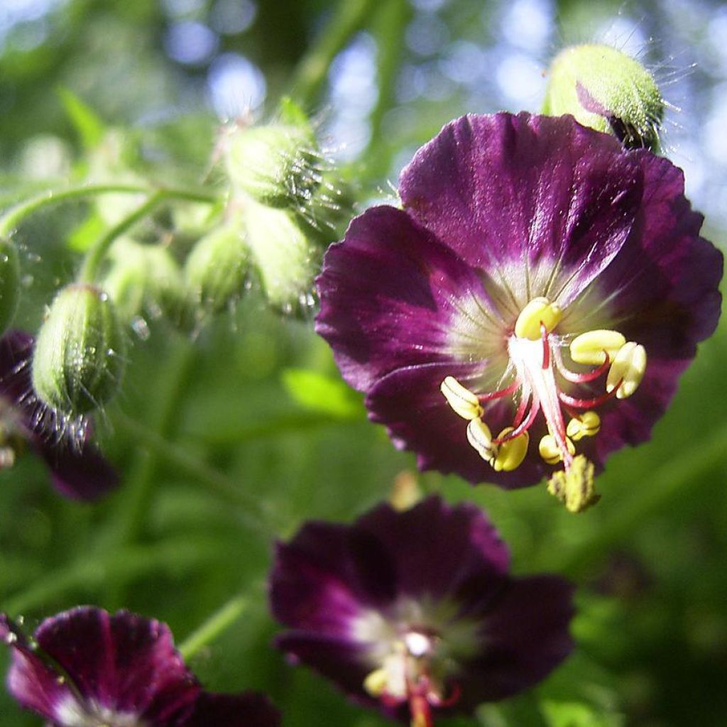 Géranium phaeum