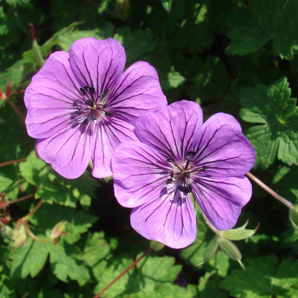 Géranium vivace Pink Penny