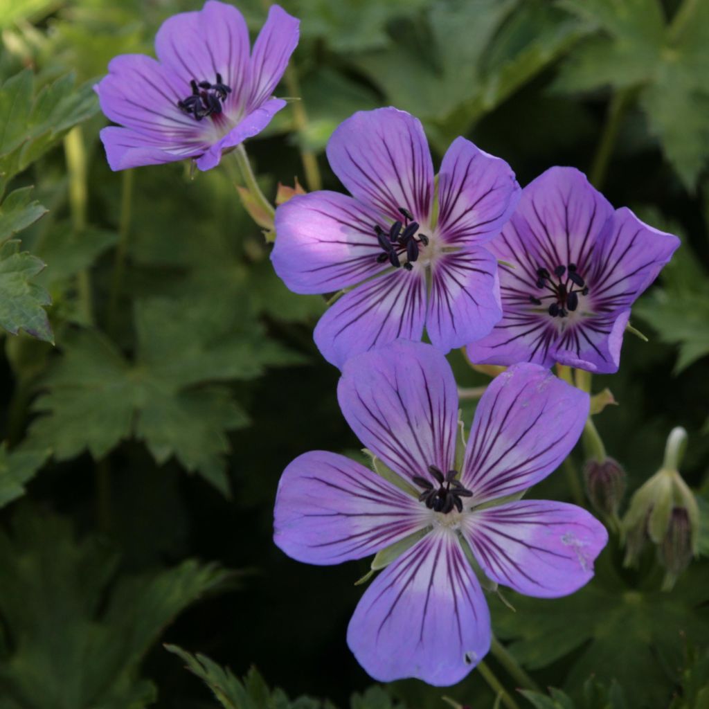 Géranium vivace Rise and Shine - Géranium vivace bleu mauve à large halo blanc, veiné de pourpre