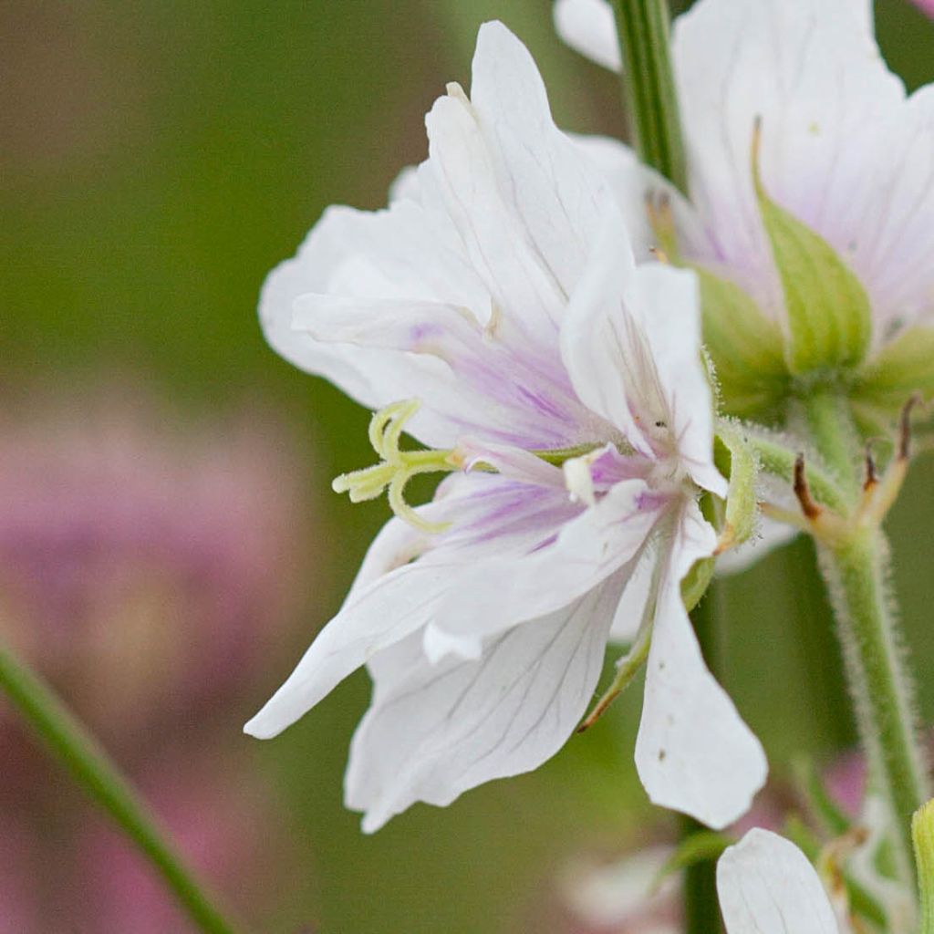 Geranio de prado Algera Double - Geranium pratense