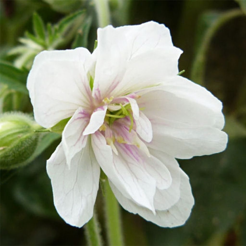 Geranio de prado Algera Double - Geranium pratense